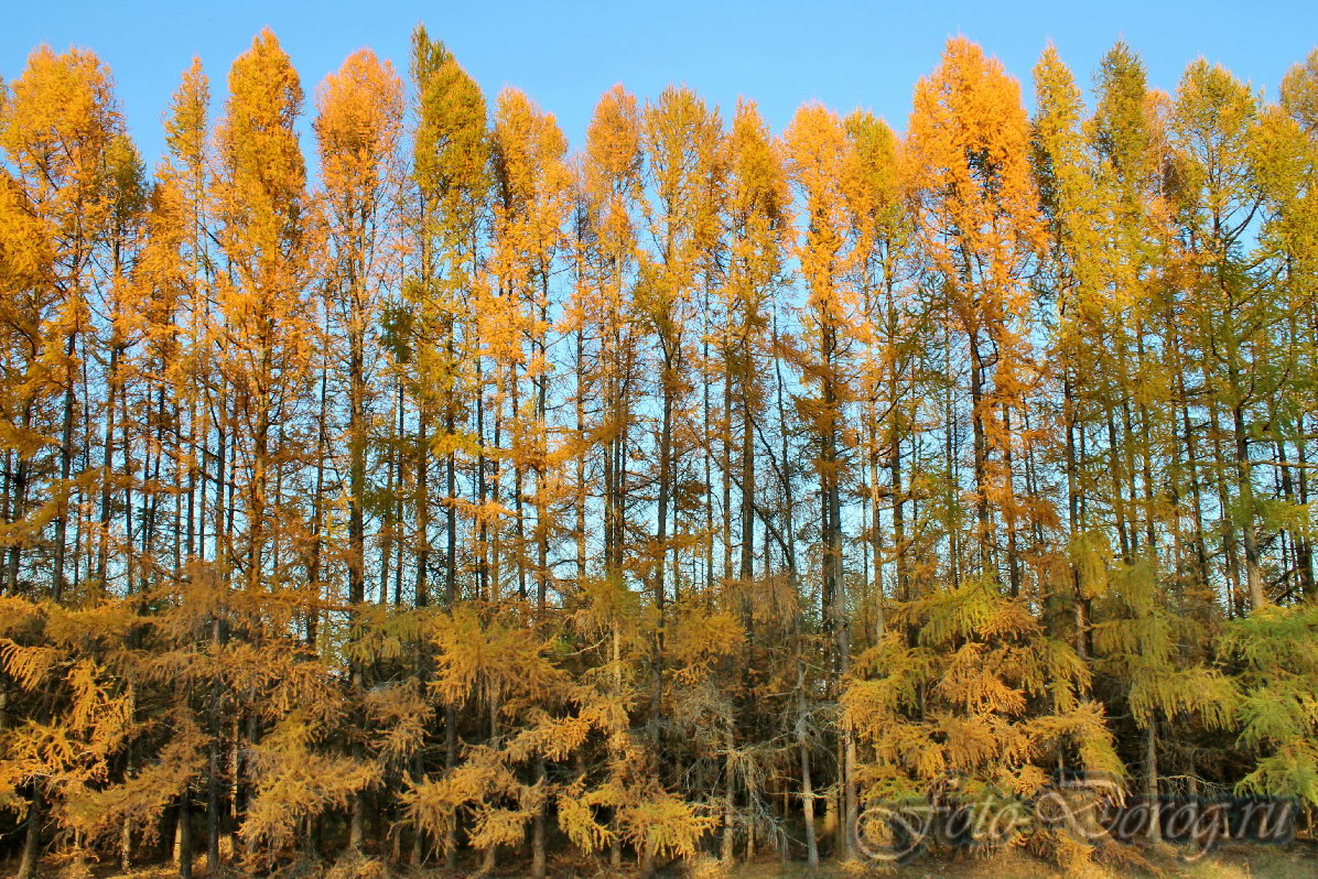  22-0063.  2016, .  .  .  
  15.